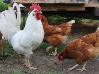Cele mai bune rase de găini ouătoare pentru casă