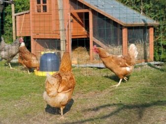 How to equip a barn inside, device and drawings, how to build a poultry house