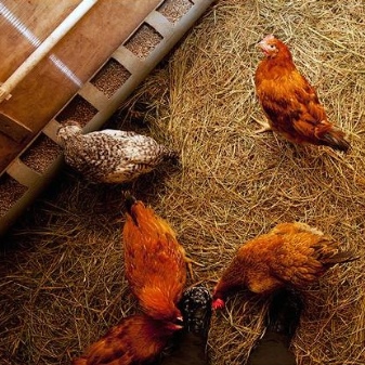 Bagaimana untuk melengkapkan kandang di dalam, peranti dan lukisan, cara membina rumah ayam