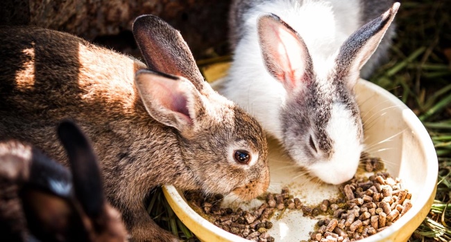 ウサギは乾物を食べる