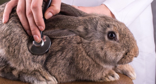 Rabbit at the vet