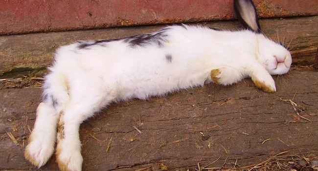 Rabbit lying on its side