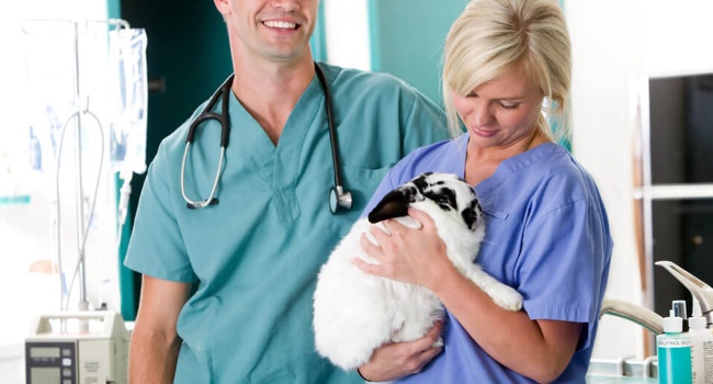 Rabbit in the hands of a doctor