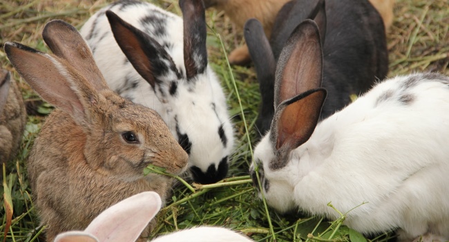 ウサギは草を食べる