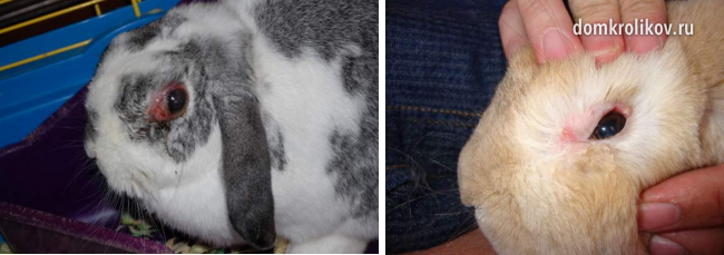 Jak léčit konjunktivitidu u králíků doma?