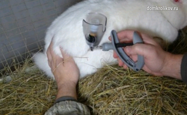 Treatment of diarrhea in rabbits at home