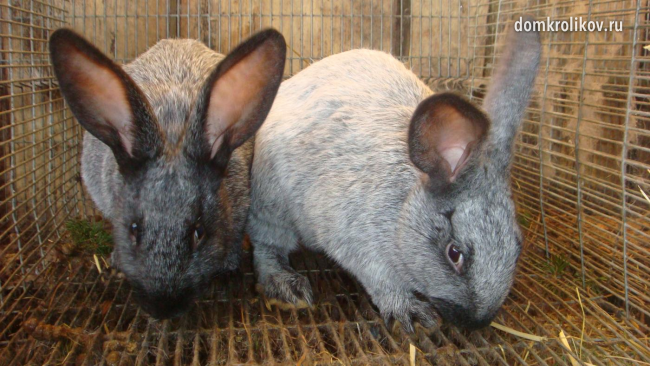 Coccidiosis in rabbits and treatment with folk remedies