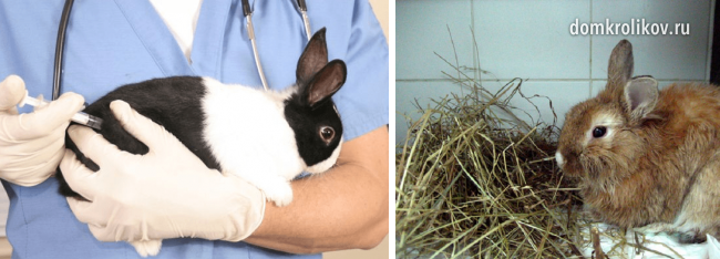 What to do if rabbits have wet muzzles and how to treat?