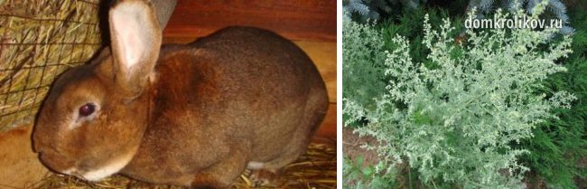 Worms in rabbits and methods of treatment with folk remedies