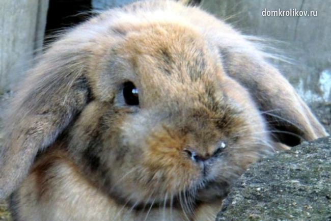 What to do if a rabbit has snot and how to treat it?