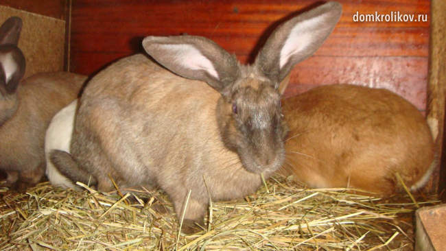 What to do if the rabbit has a swollen stomach and what is the best medicine to use?