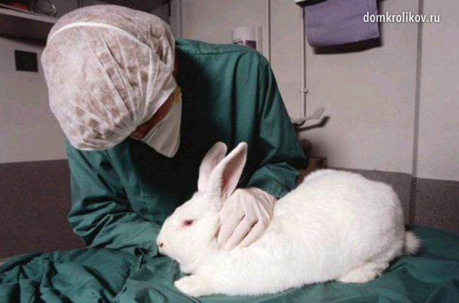 Why do rabbits get false pregnancies?