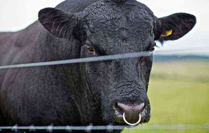Aberdeen Angus cow breed