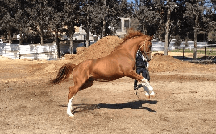 خيول سلالة كاراباخ