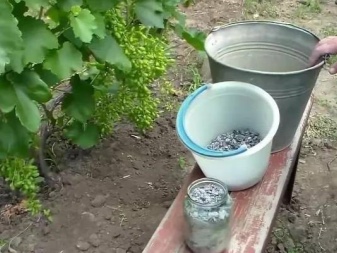 Accelerate the ripening of grapes