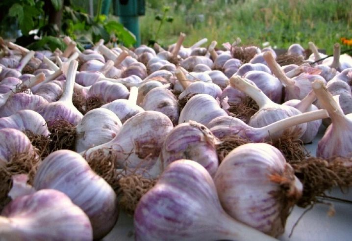 After what is it better to plant garlic before winter?