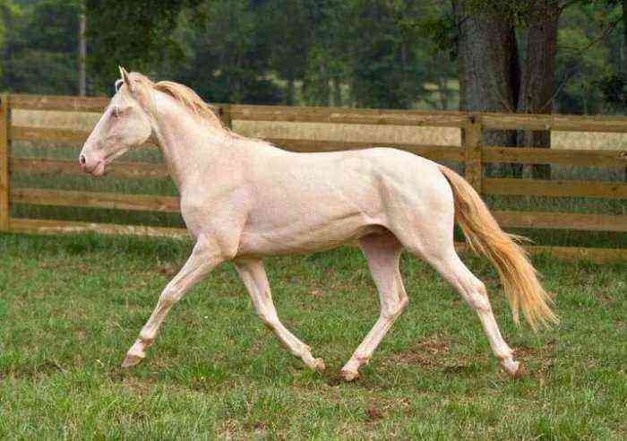 Akhal-Teke horse of isabella color