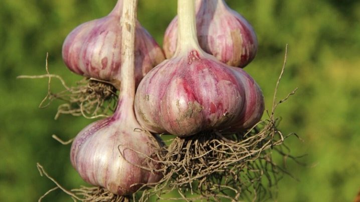 All about garlic