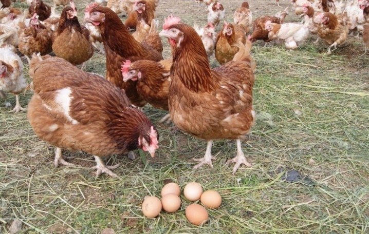 All about laying hens