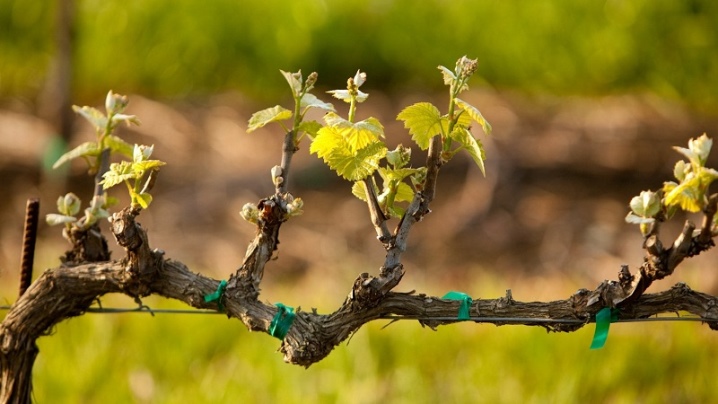 All about spraying grapes in spring