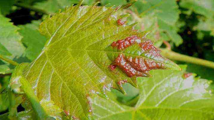 All about ticks on the vine