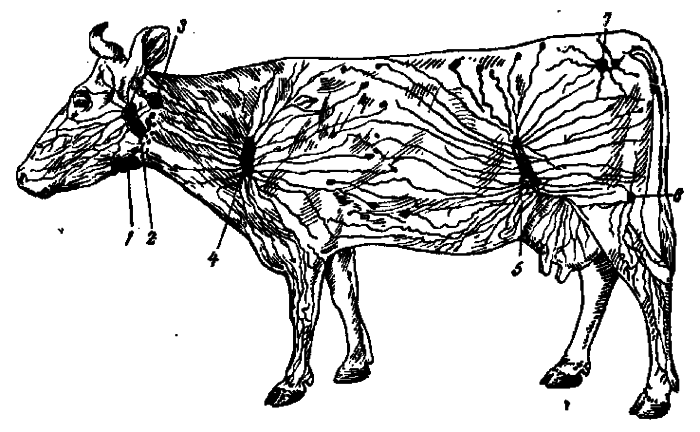 Schéma lymfatických uzlín kravy