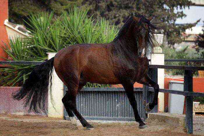 Andalusian horse breed