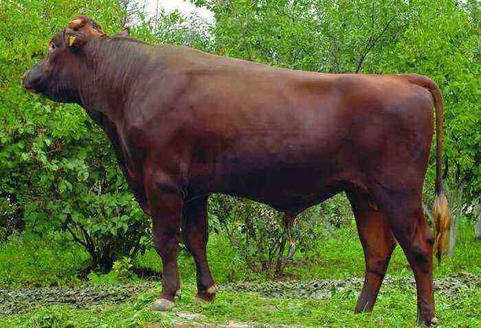 Angler cow breed