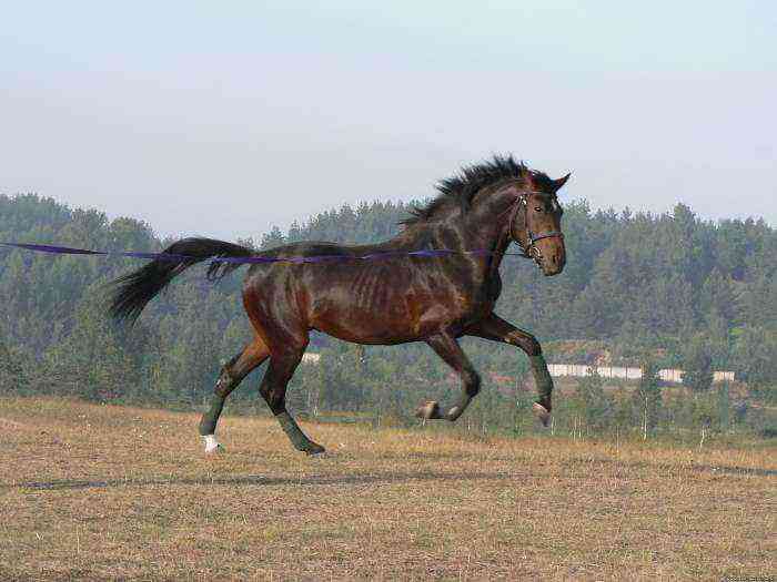 Anglo-Arab horse breed
