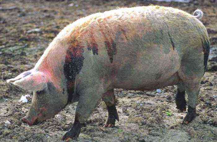 Anthrax in pigs