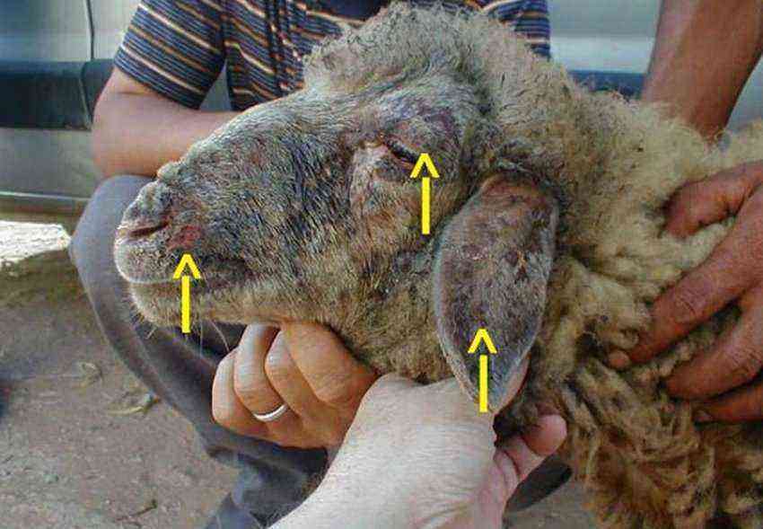 Application of the vaccine against sheep pox and goat pox, instructions