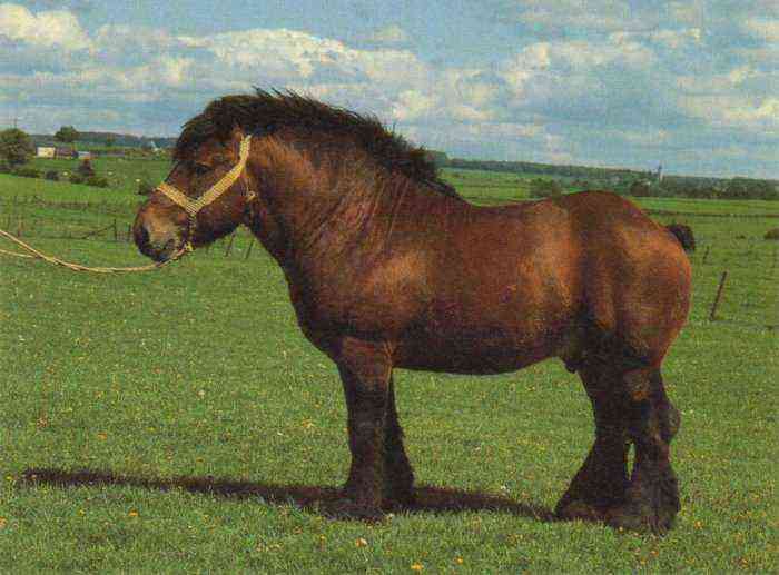 Belgian heavy draft horse in Russia