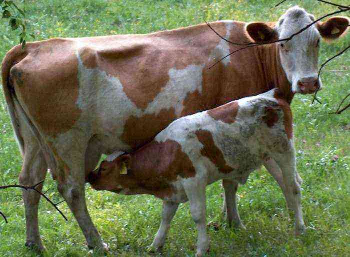 Artificial insemination of cows