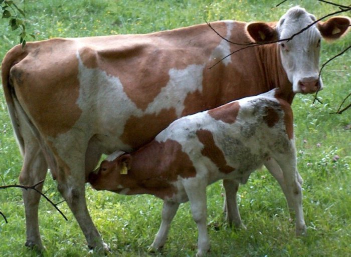A calving cow can be inseminated again after 20-40 days