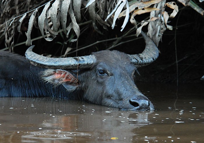 The Indian buffalo prefers to live near bodies of water.