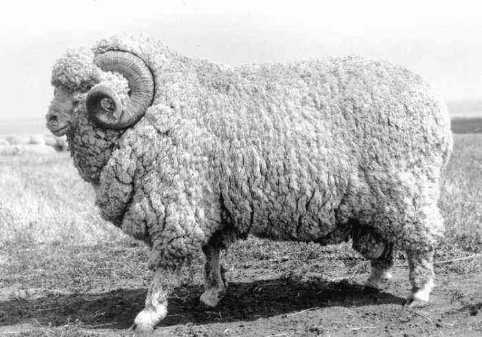 Askani breed of sheep