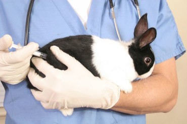 Вакцинирование кролика