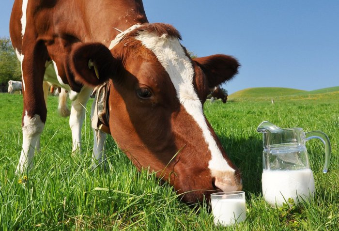 The milk yield of a sick cow is reduced