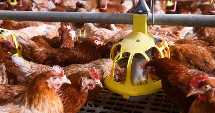Automatic chicken feeders