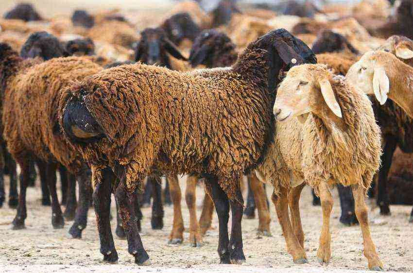 Fat-tailed breeds of sheep