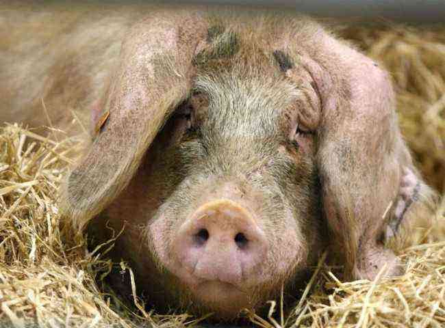 Conjunctivitis in pigs