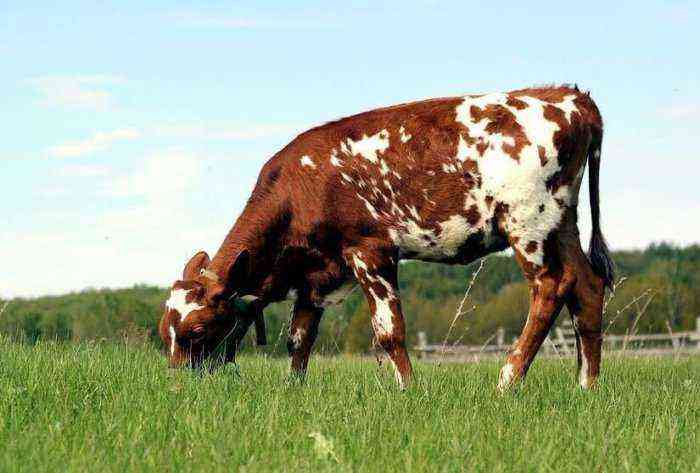 エアシャー種の牛