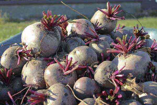 Beetroot Detroit – table variety of Italian selection