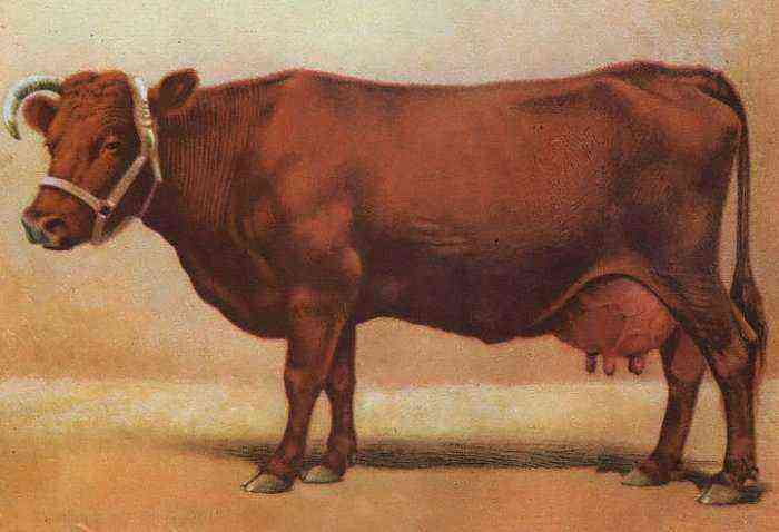 牛のBestuzhev品種