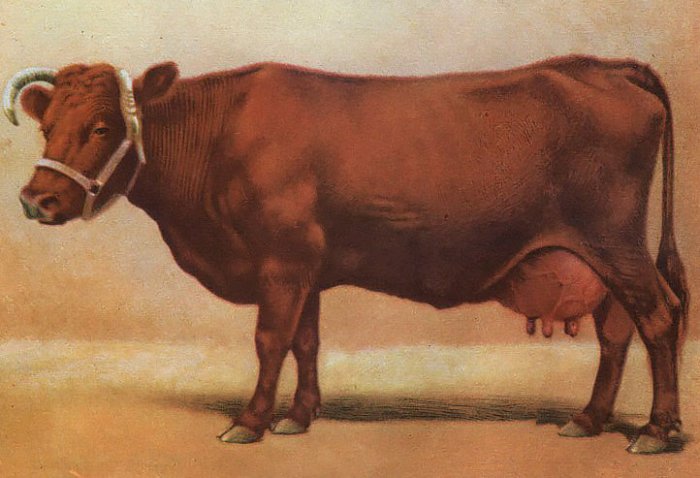 Bestuzhev品種の牛の説明
