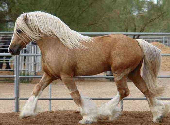 Bityug horse breed