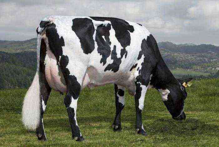 Black-motley breed of cows