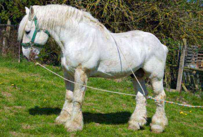 Boulogne horse breed