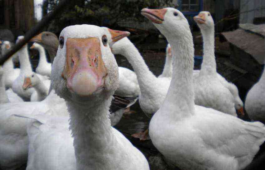 Breeding geese as a business: benefits and profitability, tips for beginners