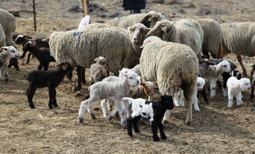 Breeding of sheep
